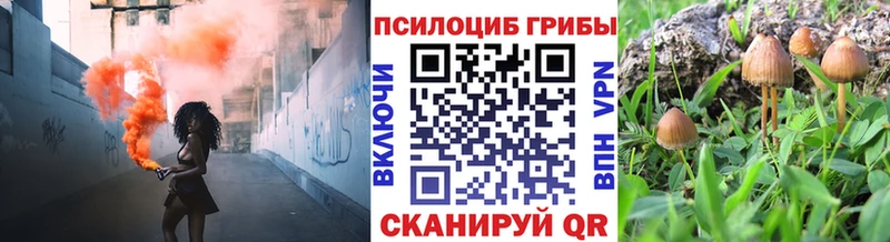 Псилоцибиновые грибы Psilocybine cubensis  Поворино 