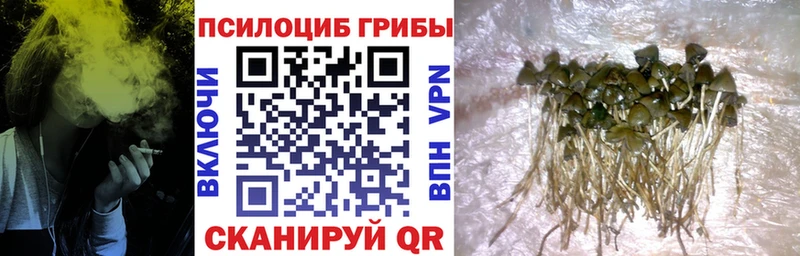 Псилоцибиновые грибы мицелий Поворино